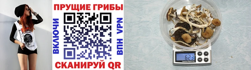 Галлюциногенные грибы Cubensis купить цена Завитинск